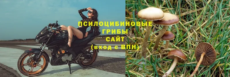 Псилоцибиновые грибы Psilocybe  Гаврилов-Ям 